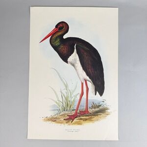 Edward Lear Black Stork Ciconia Nigra Ornithology Bird Art Print Large 17x22